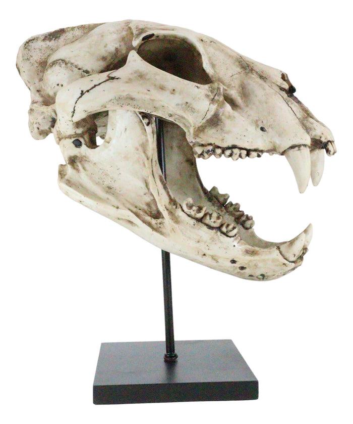 African Lion Fossil Skull Baring Jaws And Teeth Statue On Museum Pole Mount 14"H