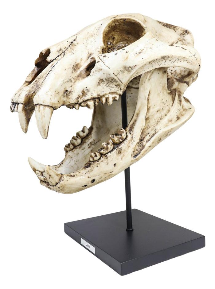 African Lion Fossil Skull Baring Jaws And Teeth Statue On Museum Pole Mount 14"H