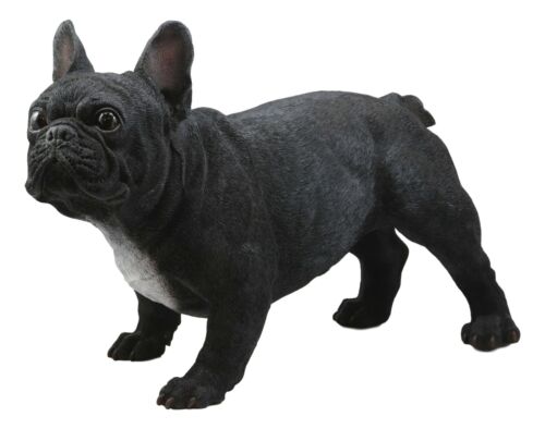 Cute Large Lifelike Black French Bulldog Statue With Glass Eyes 19.5"Long Decor