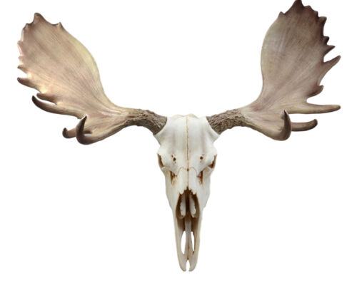 Czar North American Bull Moose Skull Wall Decor 22"Wide Wall Mount Plaque Art