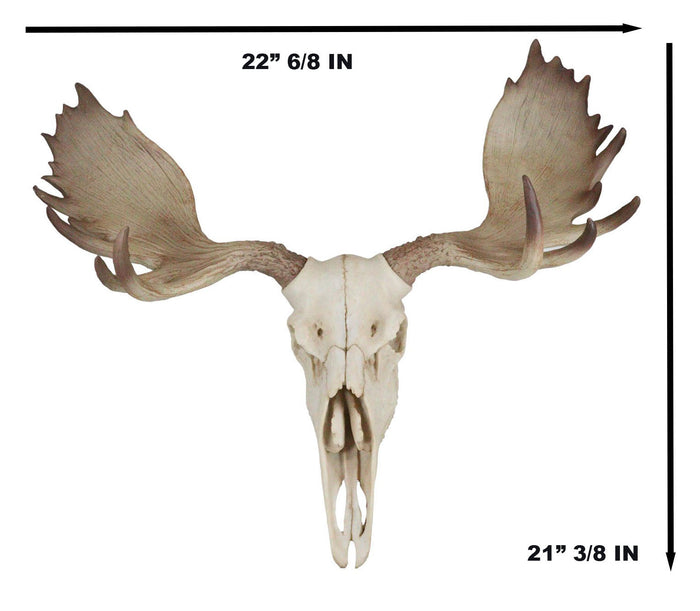 Czar North American Bull Moose Skull Wall Decor 22"Wide Wall Mount Plaque Art