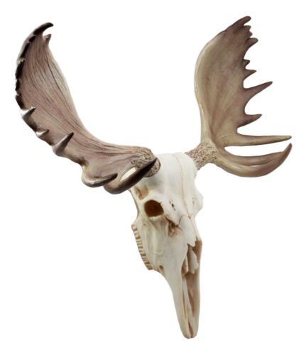 Czar North American Bull Moose Skull Wall Decor 22"Wide Wall Mount Plaque Art