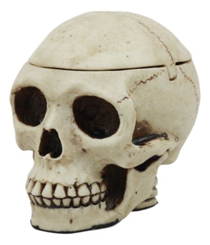 Day Of The Dead Ossuary Human Skull Ashtray Statue Skeleton Cranium Jewelry Box