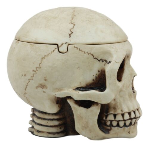 Day Of The Dead Ossuary Human Skull Ashtray Statue Skeleton Cranium Jewelry Box