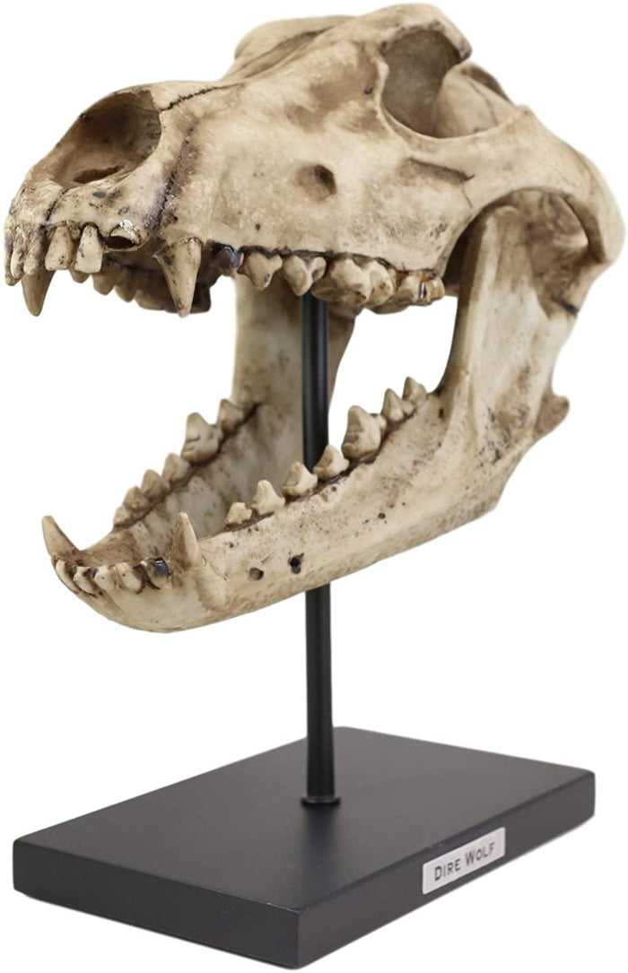 Ebros Direwolf Fossil Skull Statue On Pole Mount And Brass Name Plate 12.5" Long