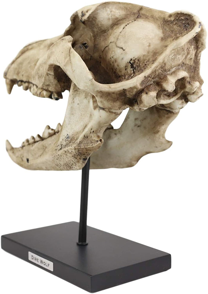 Ebros Direwolf Fossil Skull Statue On Pole Mount And Brass Name Plate 12.5" Long