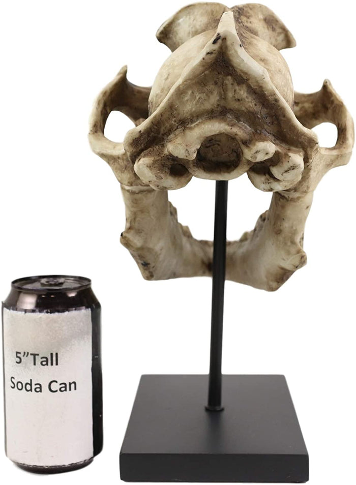 Ebros Direwolf Fossil Skull Statue On Pole Mount And Brass Name Plate 12.5" Long