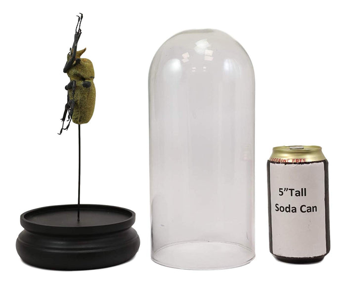 Ebros Exotic Entomology Beetle Faux Taxidermy Sculpture In Victorian Glass Dome Cloche Display Educational 3D Model Or As Mantelpiece Shelf Table Decoration Museum Gallery Figurine (Elephant)