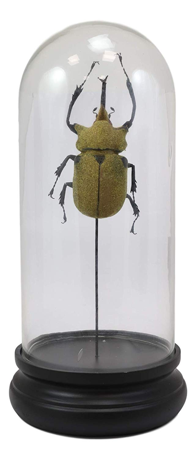 Ebros Exotic Entomology Beetle Faux Taxidermy Sculpture In Victorian Glass Dome Cloche Display Educational 3D Model Or As Mantelpiece Shelf Table Decoration Museum Gallery Figurine (Elephant)