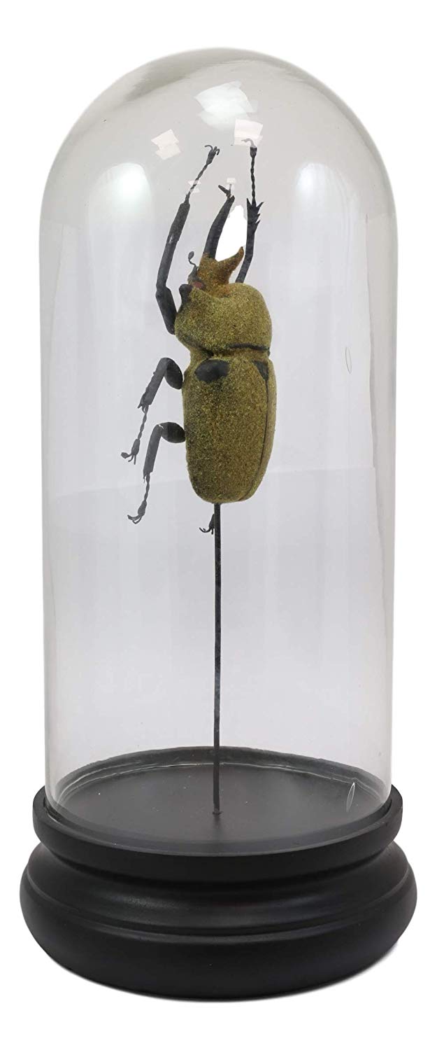 Ebros Exotic Entomology Beetle Faux Taxidermy Sculpture In Victorian Glass Dome Cloche Display Educational 3D Model Or As Mantelpiece Shelf Table Decoration Museum Gallery Figurine (Elephant)