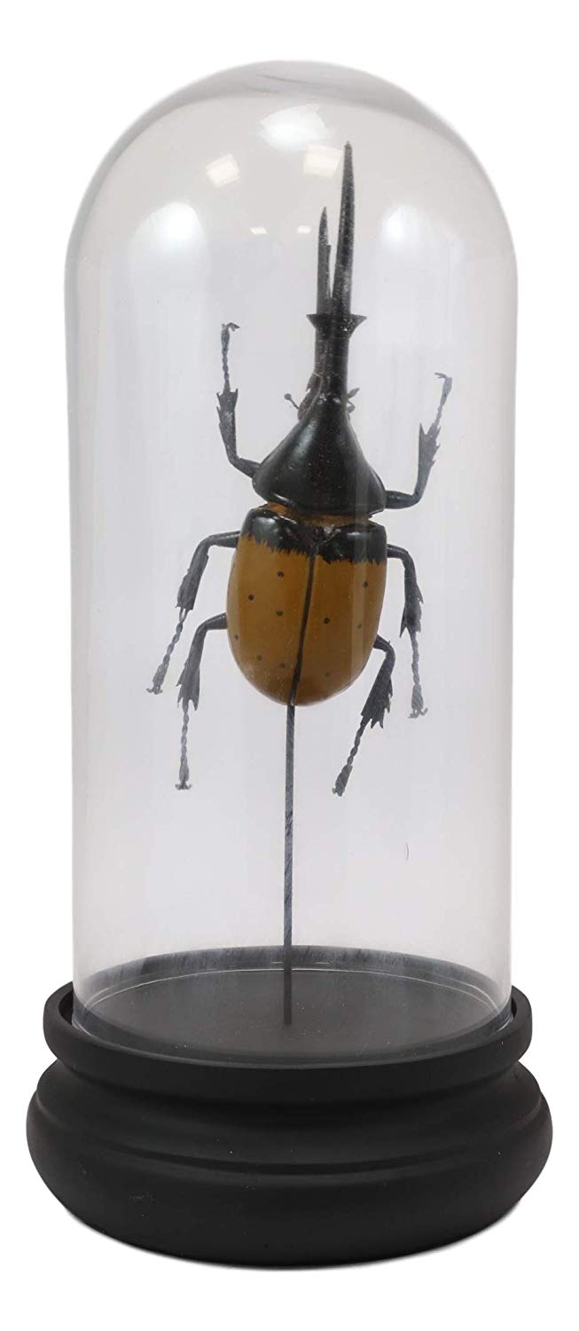 Ebros Exotic Entomology Beetle Faux Taxidermy Sculpture In Victorian Glass Dome Cloche Display Educational 3D Model Or As Mantelpiece Shelf Table Decoration Museum Gallery Figurine (Hercules)