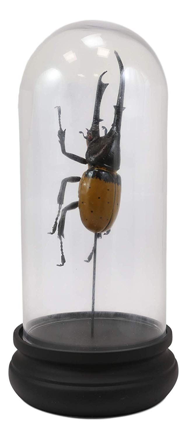 Ebros Exotic Entomology Beetle Faux Taxidermy Sculpture In Victorian Glass Dome Cloche Display Educational 3D Model Or As Mantelpiece Shelf Table Decoration Museum Gallery Figurine (Hercules)