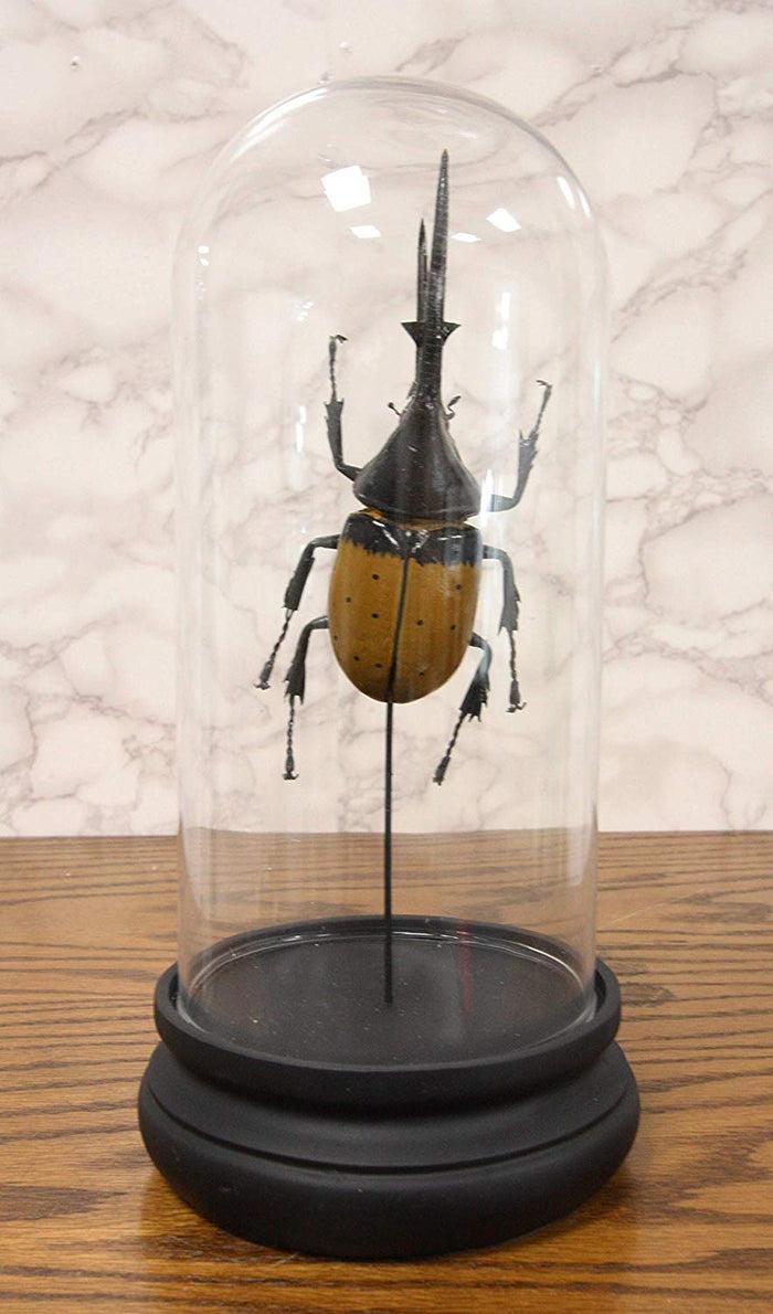 Ebros Exotic Entomology Beetle Faux Taxidermy Sculpture in Victorian Glass Dome Cloche Display Educational 3D Model Or As Mantelpiece Shelf Table Decoration Museum Gallery Figurine (Hercules)