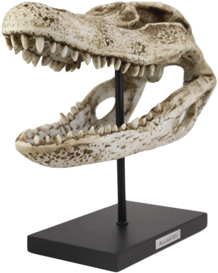 Ebros Faux Taxidermy Alligator Fossil Skull Baring Jaws And Teeth Statue 14.5"L