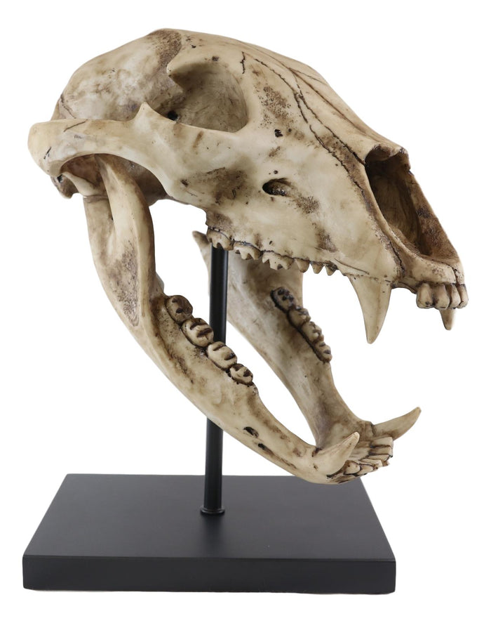 Ebros Faux Taxidermy Black Bear Skull Baring Teeth Statue On Pole Mount Display