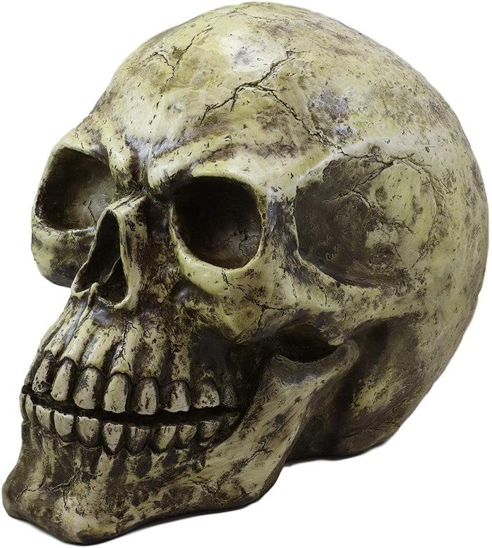 Ebros Giant Oversized Evil Sinister Skull Statue 17"L Halloween Ossuary Macabre Decor