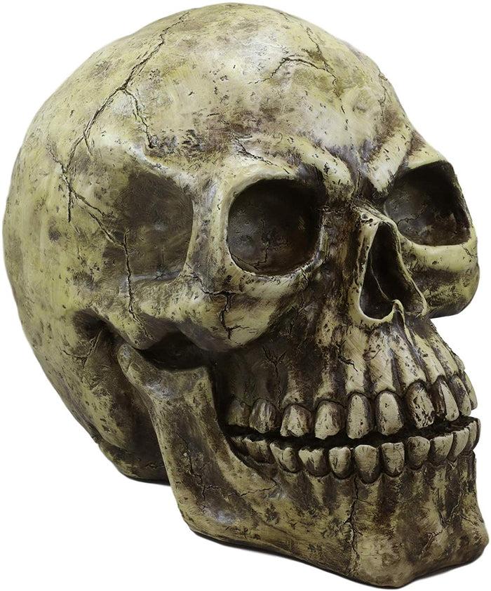 Ebros Giant Oversized Evil Sinister Skull Statue 17"L Halloween Ossuary Macabre Decor