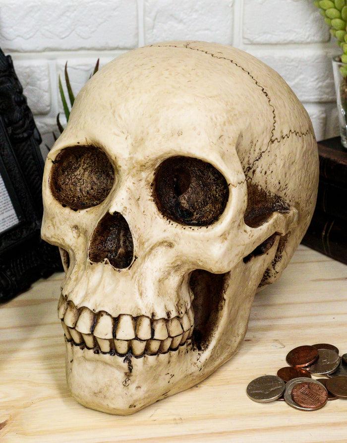 Ebros Gift Large Bone Cream Homosapien Skull Money Bank Figurine
