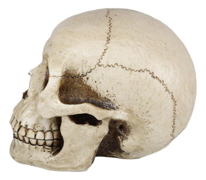 Ebros Gift Large Bone Cream Homosapien Skull Money Bank Figurine