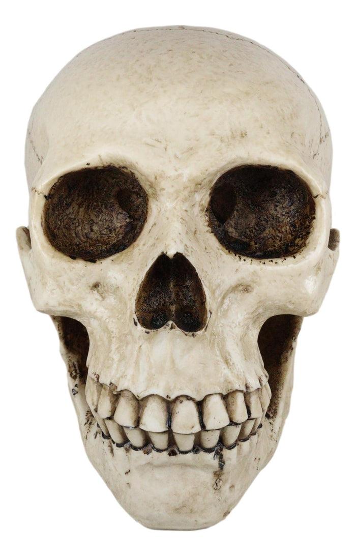 Ebros Gift Large Bone Cream Homosapien Skull Money Bank Figurine