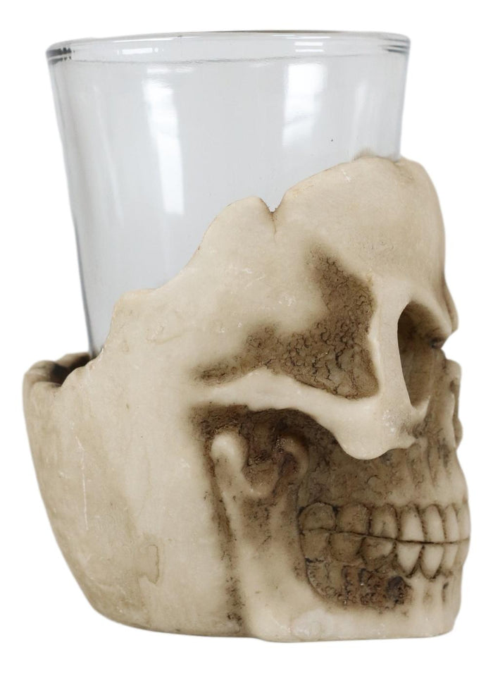 Ebros Grinning Skull Shot Glass Set Of 12 Altar Of Skulls Skeleton Ossuary Skull