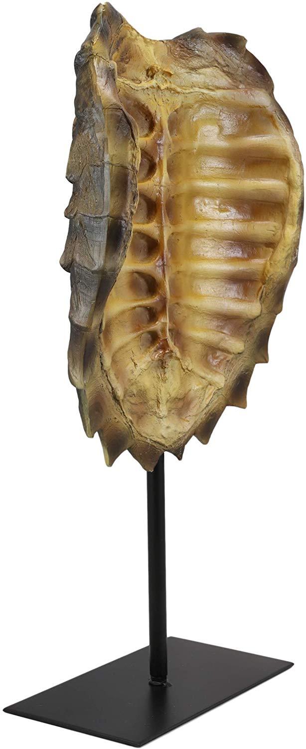 Ebros Large Nautical Reptile Alligator Snapping Turtle Shell Sculpture On Museum Stand