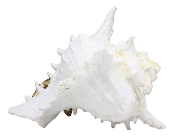 Ebros Large Ocean Sea Golden Conch Shell Hermit Crab Statue 6.75"L Seashell