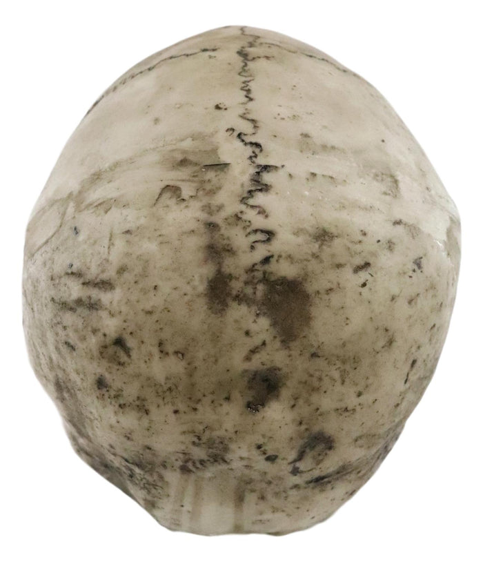 Ebros Large Ossuary Adult Homosapien Skull Decorative Figurine 8.5"L