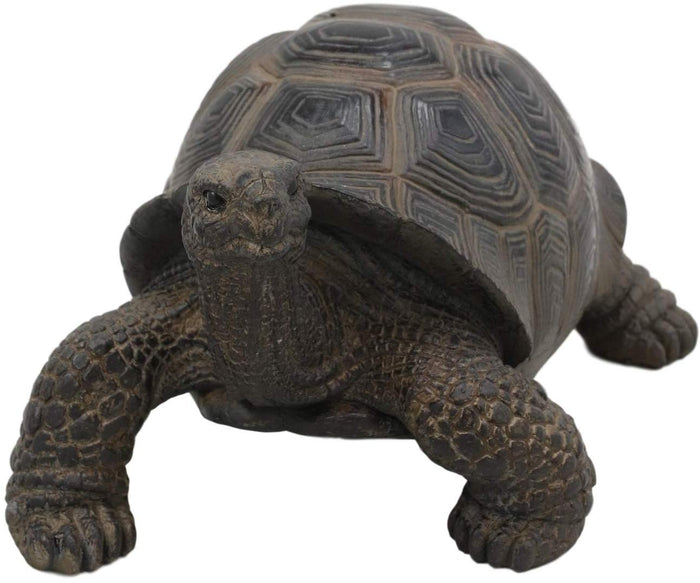 Ebros Lifelike Galapagos Tortoise Statue 6.5" Wide Lucky Zen Turtle Figurine