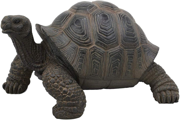 Ebros Lifelike Galapagos Tortoise Statue 6.5" Wide Lucky Zen Turtle Figurine