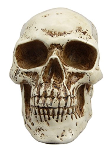 Ebros Paleoanthropology Homosapien Mini Skull Collectible Figurine 4.5"L