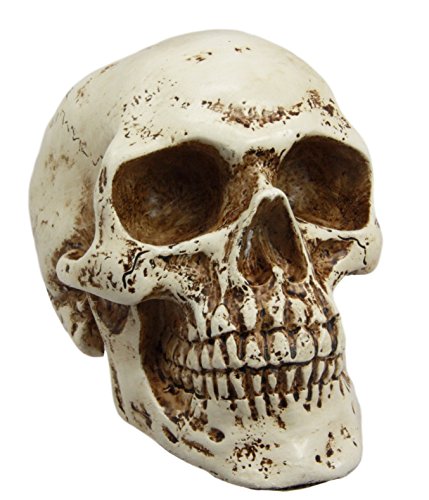 Ebros Paleoanthropology Homosapien Mini Skull Collectible Figurine 4.5"L