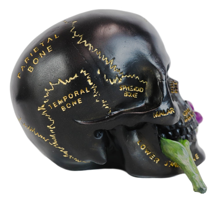 Ebros Paranormal Pentagram Colonial Witch Salem Map Skull Statue 7" Long Supernatural Occultist Sculpture As Home Decorative Witchcraft Medium Halloween Party Centerpiece