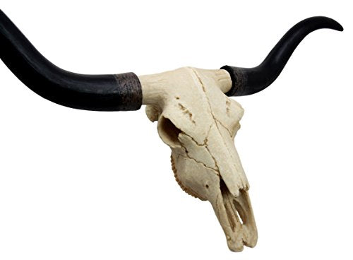 Ebros Texas Longhorn Steer Cattle Cow Skull Wall Hanging Plaque Figurine 21"L