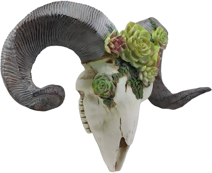 Ebros Western Aged Corsican Ram Sheep Horned Skull Wall Decor With Painted Succulents