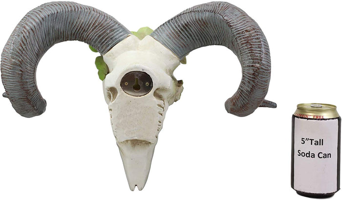 Ebros Western Aged Corsican Ram Sheep Horned Skull Wall Decor With Painted Succulents