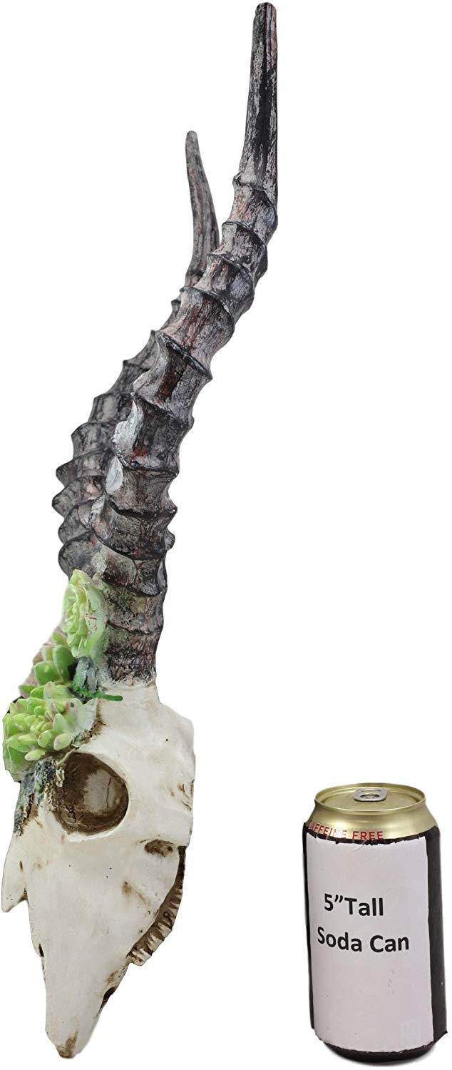 Ebros Western Aged Kudu Antelope Horned Skull Wall Decor With Painted Succulents