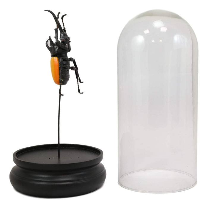 Entomology 3 Horned Rhino Beetle Faux Taxidermy Sculpture In Glass Dome Cloche