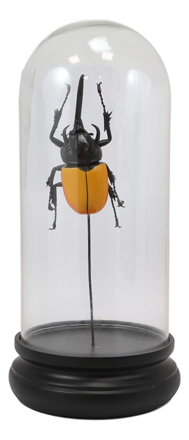 Entomology 3 Horned Rhino Beetle Faux Taxidermy Sculpture In Glass Dome Cloche