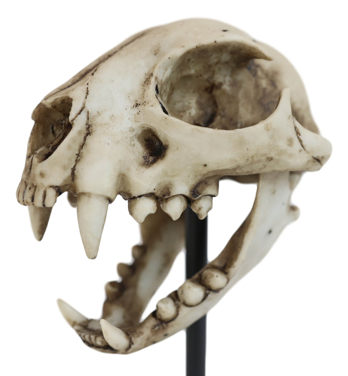 Faux Taxidermy Replica Bobcat Fossil Skull Statue On Museum Display Pole Mount