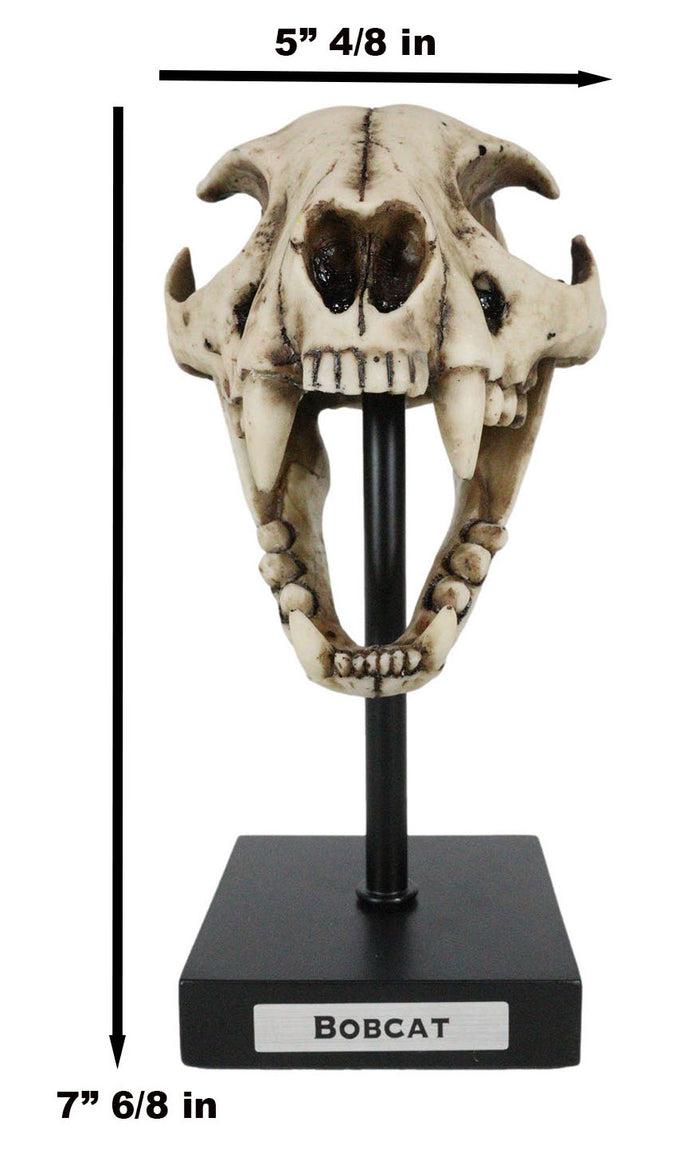Faux Taxidermy Replica Bobcat Fossil Skull Statue On Museum Display Pole Mount