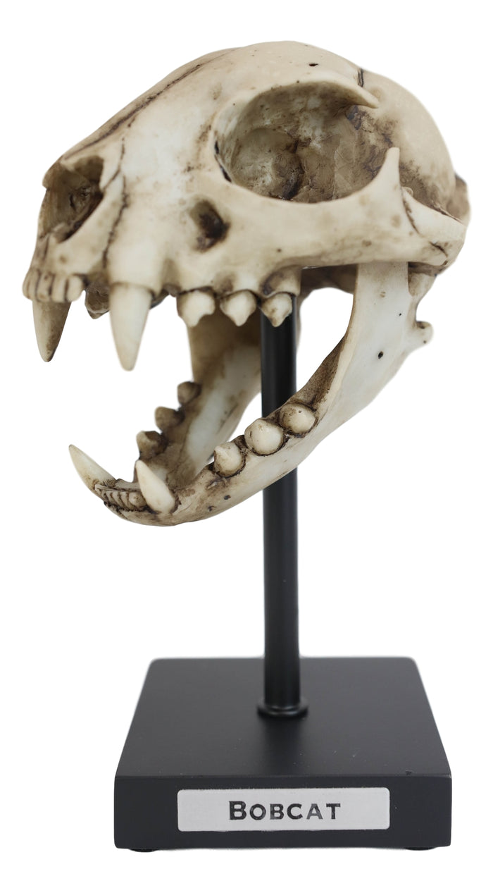 Faux Taxidermy Replica Bobcat Fossil Skull Statue On Museum Display Pole Mount