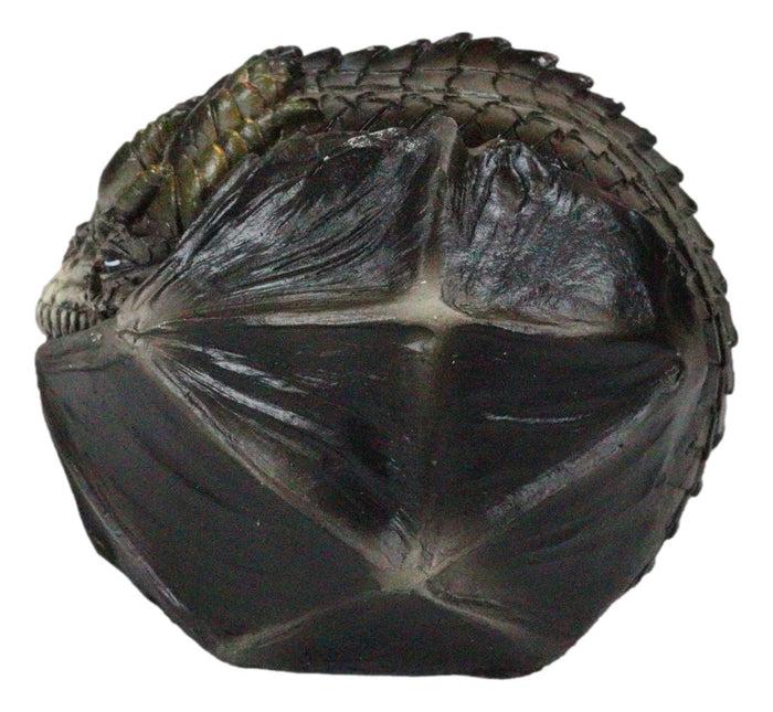 Fear The Dragon Green Hibernating Small Trinket Jewelry Box Stanley Morrison