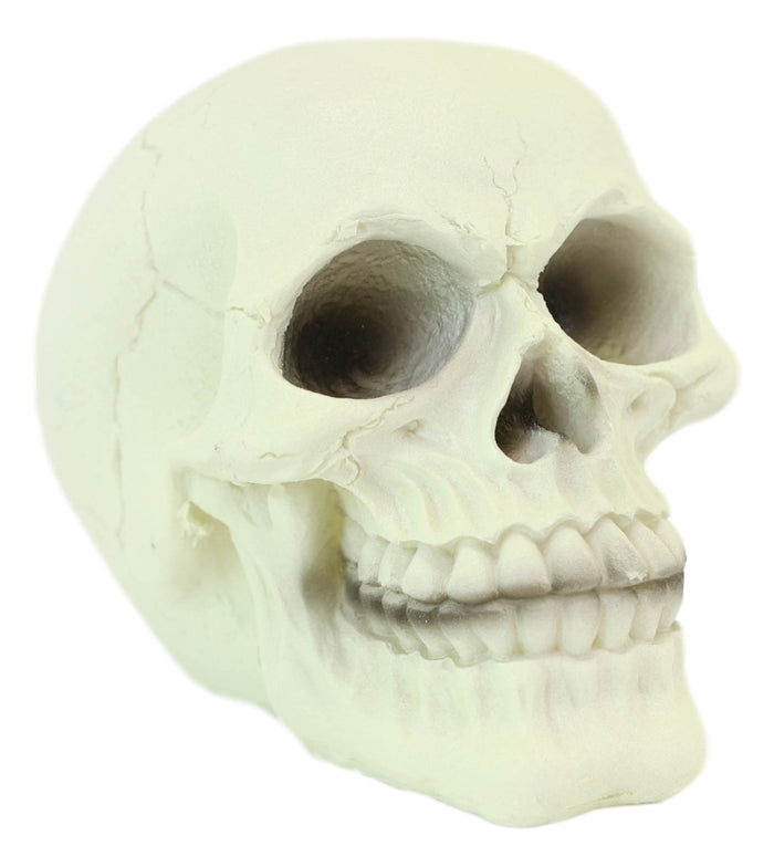Glow In The Dark Luminescence Skull Halloween Decorative Accessory 3.75" Tall