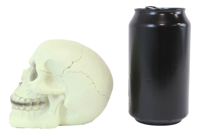Glow In The Dark Luminescence Skull Halloween Decorative Accessory 3.75" Tall