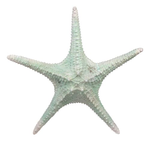 Jumbo Ocean Coral Sea Star Shell Starfish Statue 11"L Nautical Coastal Decor
