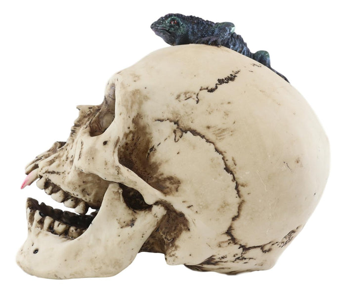 Large Dracula Fanged Skull With Iguana Statue Halloween Spooky Decor Figurine