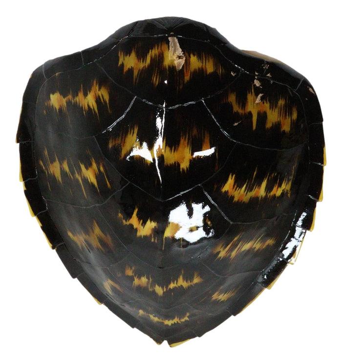 Large Nautical Marine Black Tone Faux Hawksbill Turtle Shell Replica Wall Decor
