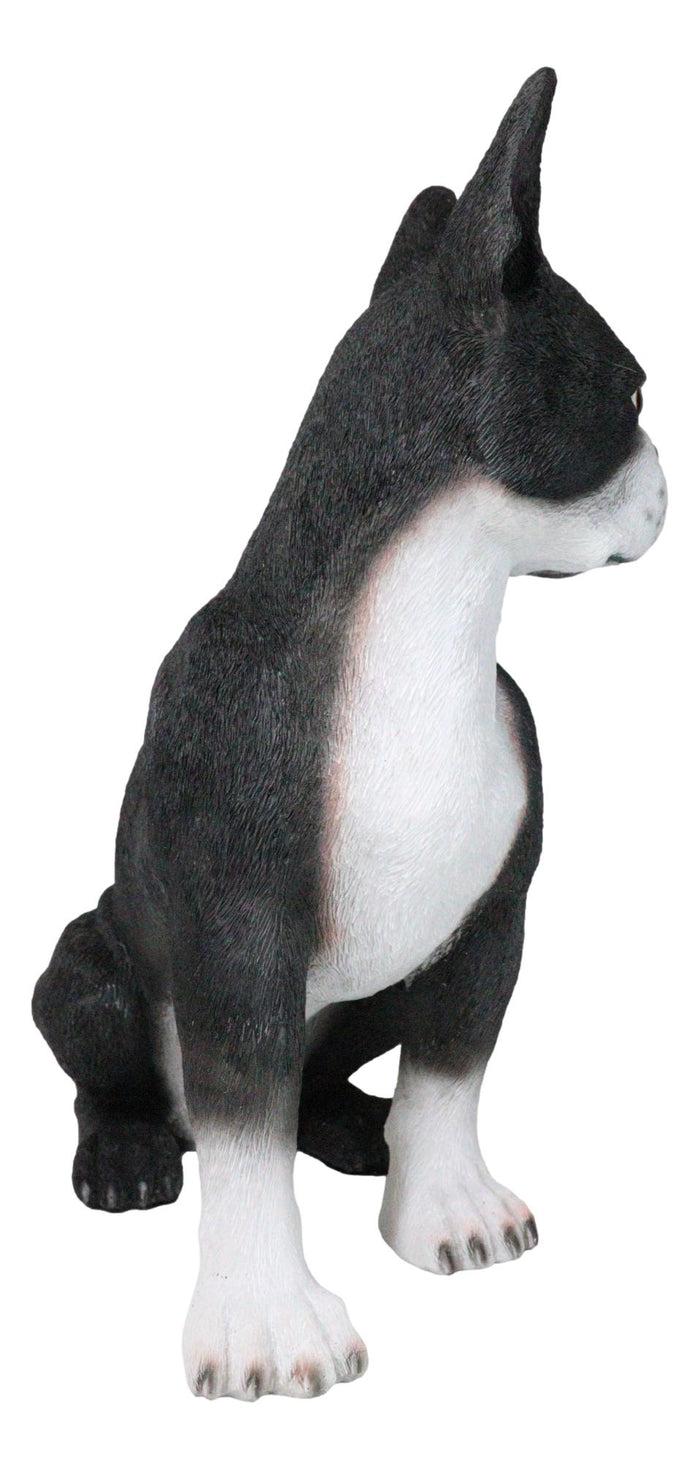 Large Realistic Tuxedo Boston Terrier Statue 15"Tall Animal Dog Collectible