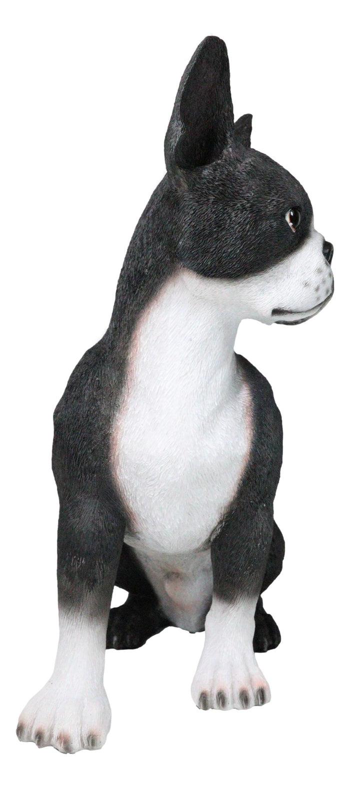 Large Realistic Tuxedo Boston Terrier Statue 15"Tall Animal Dog Collectible